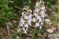 Orchis purpurea