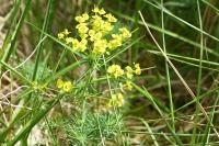 Euphorbia cyparissias