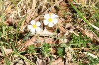 Helianthemum apenninum