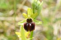 Ophrys aranifera