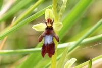 Ophrys insectifera