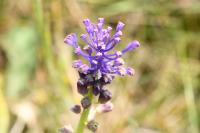 Muscari comosum