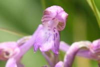 Anacamptis morio