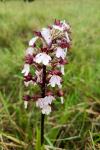 Orchis purpurea