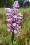 Orchis militaris