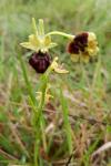 Ophrys aranifera