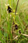 Ophrys insectifera