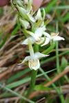 Platanthera chlorantha