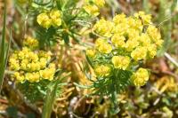 Euphorbia cyparissias