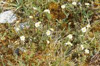 Helianthemum apenninum