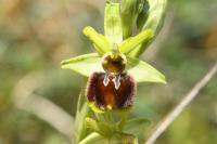 Ophrys aranifera