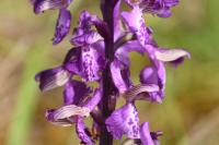 Anacamptis morio