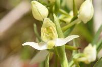 Platanthera chlorantha