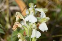 Anacamptis morio