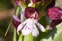 Orchis purpurea