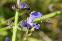 Salvia pratensis