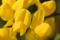Coronilla minima