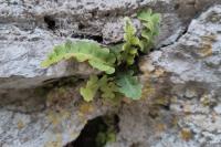 Asplenium ceterach