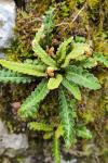 Asplenium ceterach