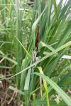 Carex riparia