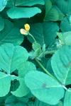 Medicago polymorpha