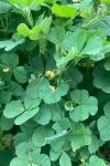 Medicago polymorpha