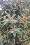 Laurus nobilis