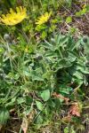 Pilosella officinarum