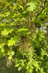 Quercus robur