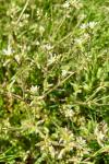 Cerastium glomeratum