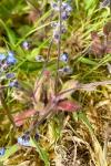 Myosotis ramosissima