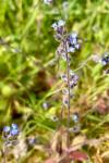 Myosotis ramosissima