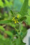 Sisymbrium officinale