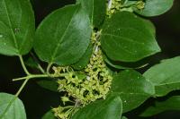 Rhamnus cathartica