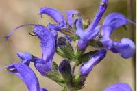Salvia pratensis