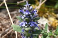 Ajuga genevensis
