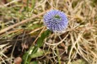 Globularia bisnagarica