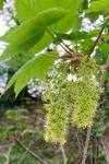 Acer pseudoplatanus