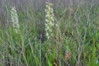 Platanthera chlorantha