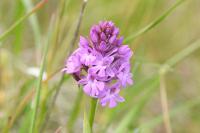 Anacamptis pyramidalis