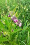 Symphytum officinale