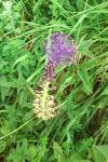 Muscari comosum
