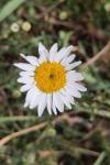 Leucanthemum ircutianum