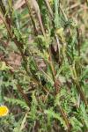 Leucanthemum ircutianum