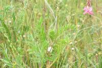 Onobrychis viciifolia