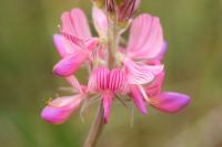 Onobrychis viciifolia