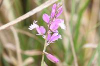 Polygala vulgaris