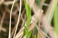 Polygala vulgaris