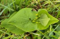Aristolochia clematitis