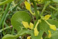 Aristolochia clematitis